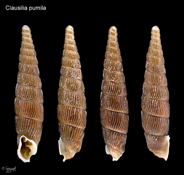 Conferma Clausilia pumila